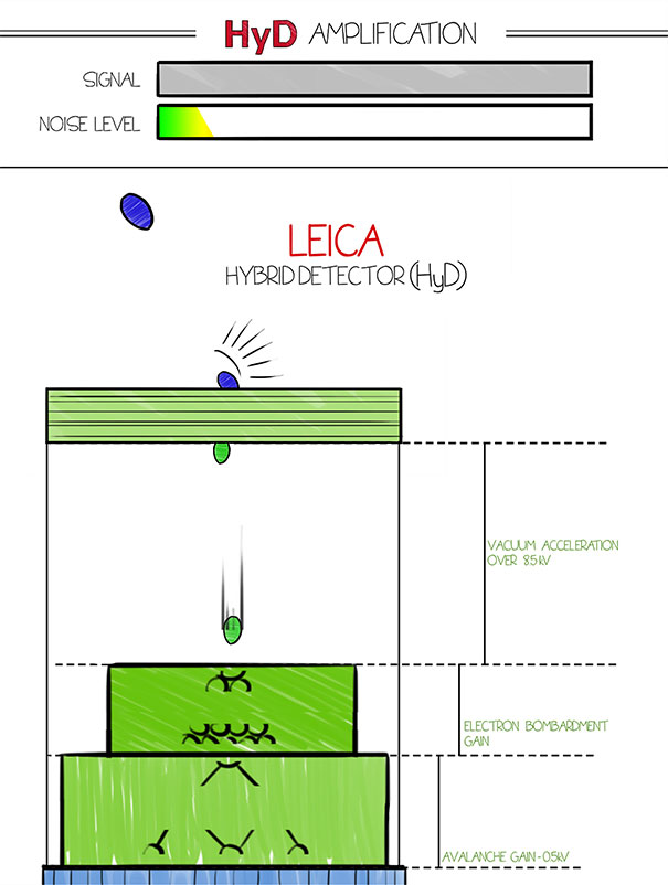 Leica Hybrid Detector